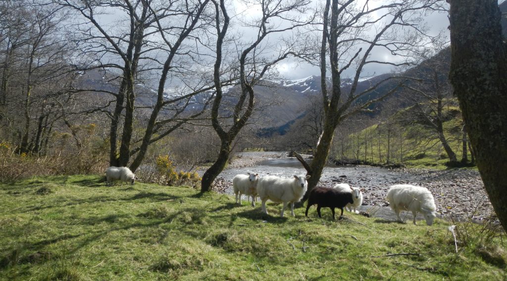 Sheep in front of a river