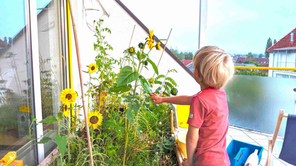 Kind betrachtet Sonnenblumen in Beet auf dem Balkon