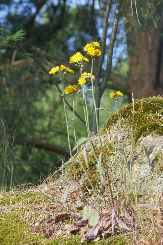 Hübsche gelbe Pflanze am Forststeig in der sächsischen Schweiz